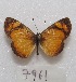  ( - MACN-Bar-Lep-ct 07961)  @14 [ ] Copyright (2016) MACN Museo Argentino de Ciencias Naturales "Bernardino Rivadavia"
