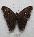  ( - MACN-Bar-Lep-ct 08005)  @14 [ ] Copyright (2016) MACN Museo Argentino de Ciencias Naturales "Bernardino Rivadavia"