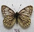  ( - MACN-Bar-Lep-ct 08006)  @14 [ ] Copyright (2016) MACN Museo Argentino de Ciencias Naturales "Bernardino Rivadavia"