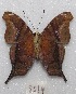  ( - MACN-Bar-Lep-ct 08014)  @13 [ ] Copyright (2016) MACN Museo Argentino de Ciencias Naturales "Bernardino Rivadavia"