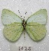  ( - MACN-Bar-Lep-ct 08025)  @13 [ ] Copyright (2016) MACN Museo Argentino de Ciencias Naturales "Bernardino Rivadavia"