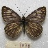  ( - MACN-Bar-Lep-ct 08030)  @14 [ ] Copyright (2016) MACN Museo Argentino de Ciencias Naturales "Bernardino Rivadavia"