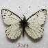  ( - MACN-Bar-Lep-ct 08039)  @13 [ ] Copyright (2016) MACN Museo Argentino de Ciencias Naturales "Bernardino Rivadavia"