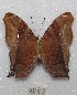  ( - MACN-Bar-Lep-ct 08043)  @13 [ ] Copyright (2016) MACN Museo Argentino de Ciencias Naturales "Bernardino Rivadavia"
