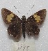  (Lychnuchoides - MACN-Bar-Lep-ct 08045)  @13 [ ] Copyright (2016) MACN Museo Argentino de Ciencias Naturales "Bernardino Rivadavia"
