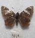  (Celaenorrhinus similis - MACN-Bar-Lep-ct 08049)  @13 [ ] Copyright (2016) MACN Museo Argentino de Ciencias Naturales "Bernardino Rivadavia"