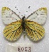  ( - MACN-Bar-Lep-ct 08053)  @14 [ ] Copyright (2016) MACN Museo Argentino de Ciencias Naturales "Bernardino Rivadavia"