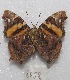  ( - MACN-Bar-Lep-ct 08058)  @12 [ ] Copyright (2016) MACN Museo Argentino de Ciencias Naturales "Bernardino Rivadavia"