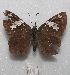  ( - MACN-Bar-Lep-ct 08064)  @12 [ ] Copyright (2016) MACN Museo Argentino de Ciencias Naturales "Bernardino Rivadavia"