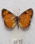 (Tegosa claudina - MACN-Bar-Lep-ct 08090)  @14 [ ] Copyright (2016) MACN Museo Argentino de Ciencias Naturales "Bernardino Rivadavia"