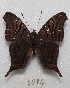  ( - MACN-Bar-Lep-ct 08094)  @14 [ ] Copyright (2016) MACN Museo Argentino de Ciencias Naturales "Bernardino Rivadavia"