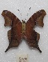  ( - MACN-Bar-Lep-ct 08159)  @13 [ ] Copyright (2016) MACN Museo Argentino de Ciencias Naturales "Bernardino Rivadavia"