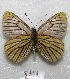  ( - MACN-Bar-Lep-ct 08161)  @14 [ ] Copyright (2016) MACN Museo Argentino de Ciencias Naturales "Bernardino Rivadavia"