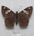  ( - MACN-Bar-Lep-ct 08163)  @13 [ ] Copyright (2016) MACN Museo Argentino de Ciencias Naturales "Bernardino Rivadavia"