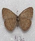  ( - MACN-Bar-Lep-ct 08175)  @13 [ ] Copyright (2016) MACN Museo Argentino de Ciencias Naturales "Bernardino Rivadavia"