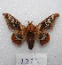  ( - MACN-Bar-Lep-ct 08327)  @11 [ ] Copyright (2017) MACN Museo Argentino de Ciencias Naturales "Bernardino Rivadavia"