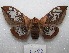  ( - MACN-Bar-Lep-ct 08352)  @11 [ ] Copyright (2017) MACN Museo Argentino de Ciencias Naturales "Bernardino Rivadavia"