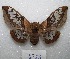  ( - MACN-Bar-Lep-ct 08355)  @11 [ ] Copyright (2017) MACN Museo Argentino de Ciencias Naturales "Bernardino Rivadavia"