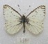  ( - MACN-Bar-Lep-ct 08811)  @11 [ ] Copyright (2019) MACN Museo Argentino de Ciencias Naturales "Bernardino Rivadavia"
