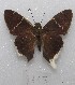  ( - MACN-Bar-Lep-ct 08815)  @11 [ ] Copyright (2019) MACN Museo Argentino de Ciencias Naturales "Bernardino Rivadavia"