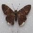  ( - MACN-Bar-Lep-ct 08821)  @13 [ ] Copyright (2019) MACN Museo Argentino de Ciencias Naturales "Bernardino Rivadavia"