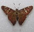  ( - MACN-Bar-Lep-ct 08838)  @11 [ ] Copyright (2019) MACN Museo Argentino de Ciencias Naturales "Bernardino Rivadavia"