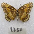  ( - MACN-Bar-Lep-ct-09750)  @11 [ ] Copyright (2024) MACN Museo Argentino de Ciencias Naturales "Bernardino Rivadavia"