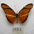  (Dryas iulia alcionea - MACN-Bar-Lep-ct-09752)  @11 [ ] Copyright (2024) MACN Museo Argentino de Ciencias Naturales "Bernardino Rivadavia"