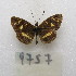 ( - MACN-Bar-Lep-ct-09757)  @11 [ ] Copyright (2024) MACN Museo Argentino de Ciencias Naturales "Bernardino Rivadavia"