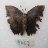  (Memphis moruus morpheus - MACN-Bar-Lep-ct-09762)  @11 [ ] Copyright (2024) MACN Museo Argentino de Ciencias Naturales "Bernardino Rivadavia"