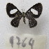  ( - MACN-Bar-Lep-ct-09764)  @11 [ ] Copyright (2024) MACN Museo Argentino de Ciencias Naturales "Bernardino Rivadavia"