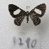  ( - MACN-Bar-Lep-ct-09790)  @11 [ ] Copyright (2024) MACN Museo Argentino de Ciencias Naturales "Bernardino Rivadavia"