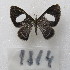  ( - MACN-Bar-Lep-ct-09814)  @11 [ ] Copyright (2024) MACN Museo Argentino de Ciencias Naturales "Bernardino Rivadavia"