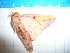  ( - CLV18110)  @12 [ ] Copyright (2010) Unspecified Institut National de la Recherche Agronomique, Orleans, Forestry Zoology