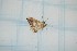  ( - CLV25510)  @12 [ ] Copyright (2010) Unspecified Institut National de la Recherche Agronomique, Orleans, Forestry Zoology