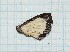  ( - CLV308)  @13 [ ] Copyright (2010) Unspecified Institut National de la Recherche Agronomique, Orleans, Forestry Zoology