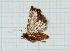  ( - CLV314)  @12 [ ] Copyright (2010) Unspecified Institut National de la Recherche Agronomique, Orleans, Forestry Zoology