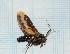  ( - CLV318)  @13 [ ] Copyright (2010) Unspecified Institut National de la Recherche Agronomique, Orleans, Forestry Zoology
