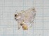  ( - CLV344)  @12 [ ] Copyright (2010) Unspecified Institut National de la Recherche Agronomique, Orleans, Forestry Zoology