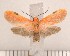  ( - CLV81210)  @12 [ ] Copyright (2010) Unspecified Institut National de la Recherche Agronomique, Orleans, Forestry Zoology