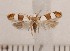  ( - CLV93110)  @14 [ ] Copyright (2010) Unspecified Institut National de la Recherche Agronomique, Orleans, Forestry Zoology