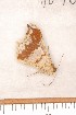  ( - CLV109010)  @12 [ ] Copyright (2010) Unspecified Institut National de la Recherche Agronomique, Orleans, Forestry Zoology