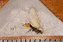  ( - CLV109110)  @13 [ ] Copyright (2010) Unspecified Institut National de la Recherche Agronomique, Orleans, Forestry Zoology