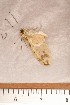  ( - CLV113310)  @12 [ ] Copyright (2010) Unspecified Institut National de la Recherche Agronomique, Orleans, Forestry Zoology