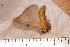  ( - CLV113610)  @12 [ ] Copyright (2010) Unspecified Institut National de la Recherche Agronomique, Orleans, Forestry Zoology
