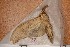  ( - CLV113910)  @12 [ ] Copyright (2010) Unspecified Institut National de la Recherche Agronomique, Orleans, Forestry Zoology