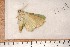  ( - CLV1149)  @13 [ ] Copyright (2010) Unspecified Institut National de la Recherche Agronomique, Orleans, Forestry Zoology