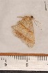  ( - CLV1154)  @12 [ ] Copyright (2010) Unspecified Institut National de la Recherche Agronomique, Orleans, Forestry Zoology