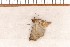  ( - CLV1161)  @12 [ ] Copyright (2010) Unspecified Institut National de la Recherche Agronomique, Orleans, Forestry Zoology