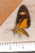  ( - CLV1162)  @12 [ ] Copyright (2010) Unspecified Institut National de la Recherche Agronomique, Orleans, Forestry Zoology